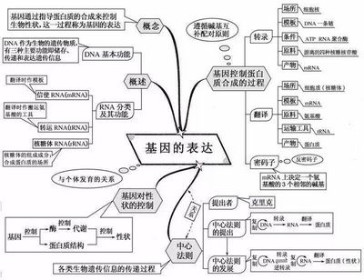 2022高考倒计时100天生物想拿高分只需看透这20张图,2022高考倒计时一百天